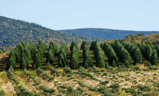 Alerte à la pénurie de sapins: ne tardez pas à vous en procurer un!