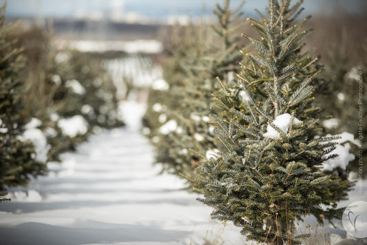 Tellement de variétés de sapins: comment choisir?