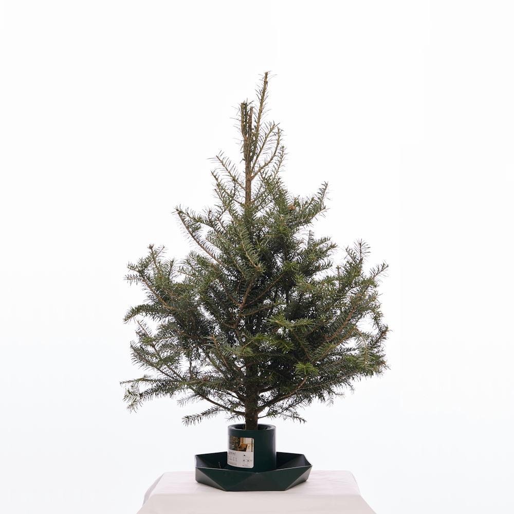 sapin_miniature.png