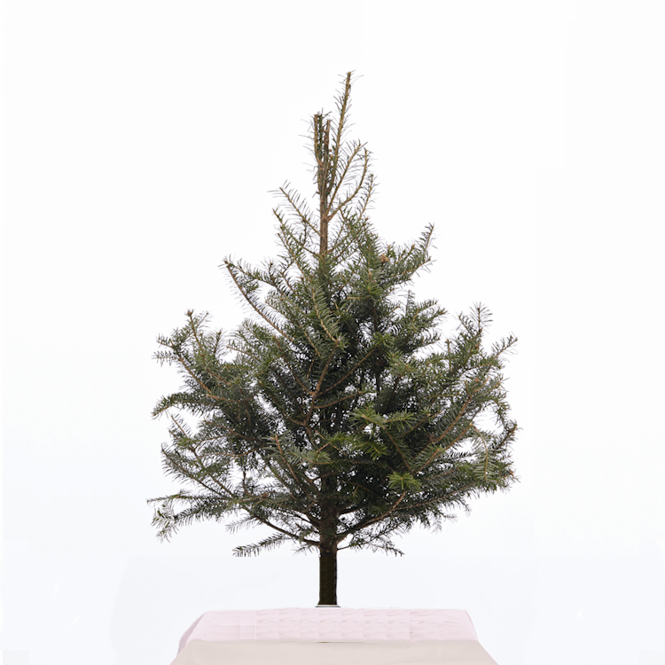 sapin_miniature_sans_pied.png