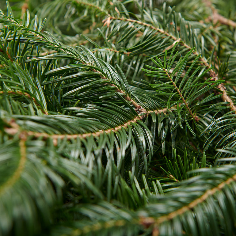 Branches de sapin