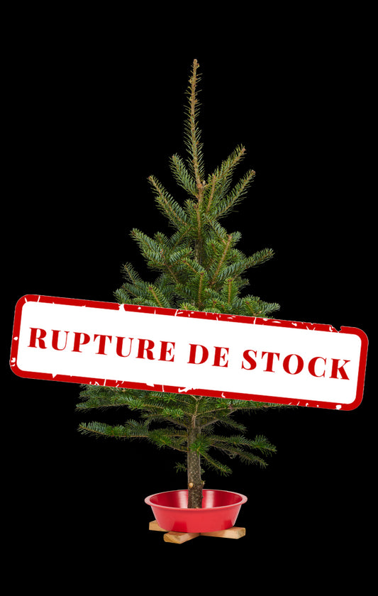 Sapin miniature
