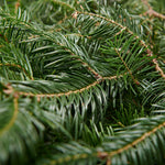 Branches de Sapin Fraîches – Paquet de 10 lb