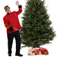 Sapin Fraser