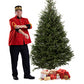 Sapin Fraser