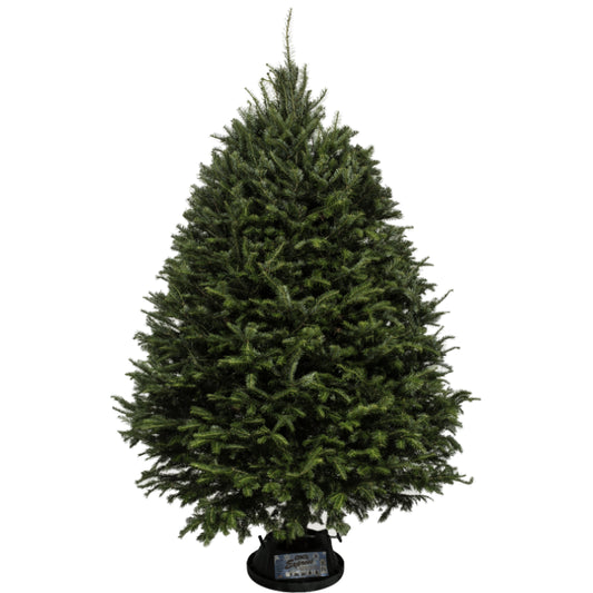 Sapin de Noël Baumier