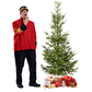 Sapin de Noël Sauvageon