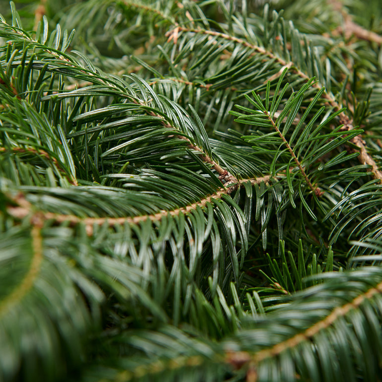 Sapin de Noël Baumier