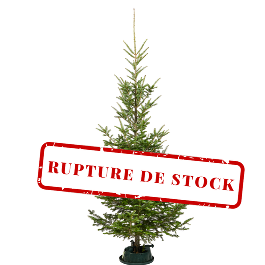 Sapin de Noël Sauvageon