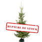 Sapin de Noël Sauvageon