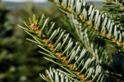 Sapin Fraser