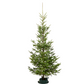 Sapin de Noël Sauvageon