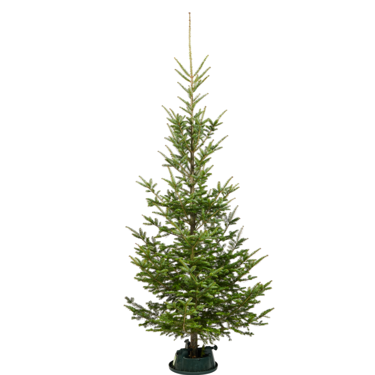 Sapin de Noël Sauvageon
