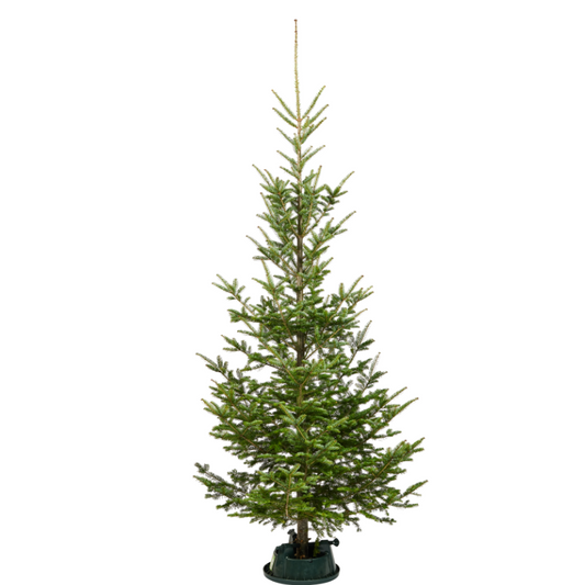 Sapin de Noël Sauvageon