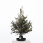 sapin_miniature.png