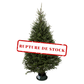 Sapin Fraser