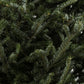 Sapin Fraser
