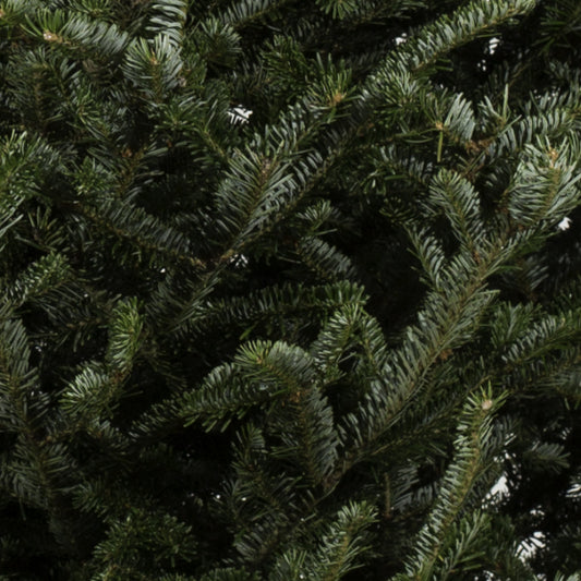 Fraser Christmas tree