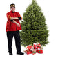 Sapin de Noël Baumier