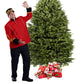 Sapin de Noël Baumier