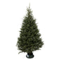 Sapin Fraser
