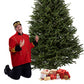 Sapin Fraser