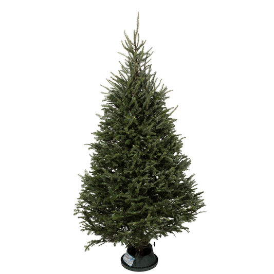 Fraser Christmas tree