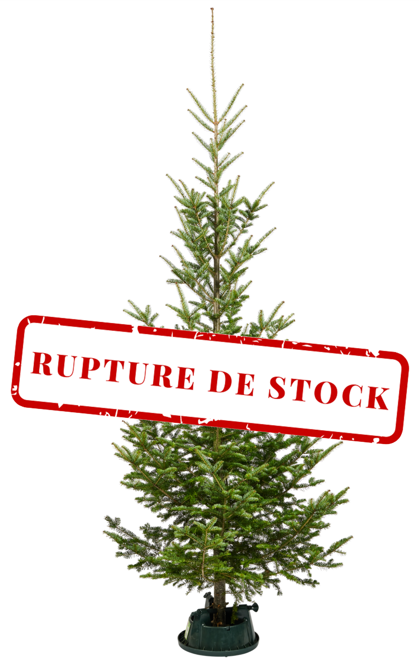 Wild Fir