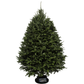 Balsam Christmas Tree