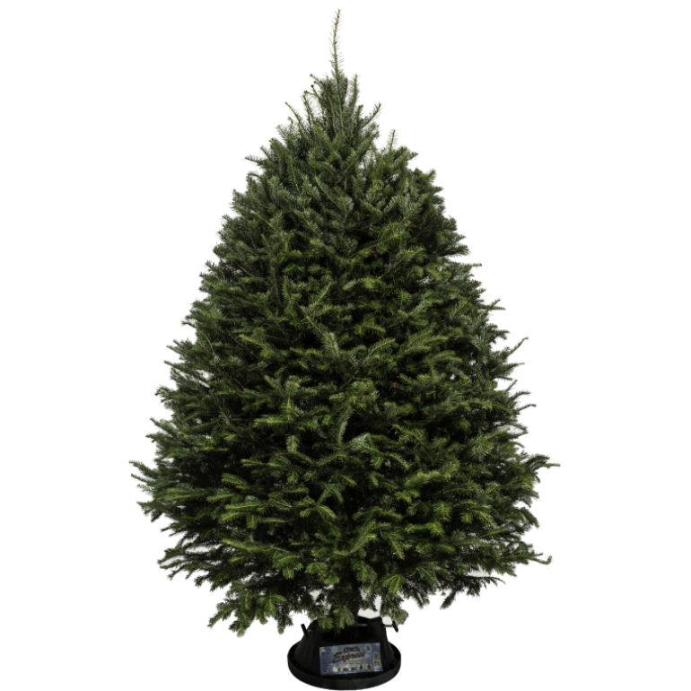 Sapin Baumier