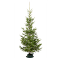 Wild Fir