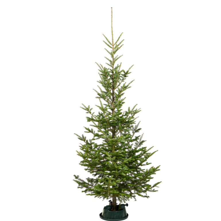 Wild Fir